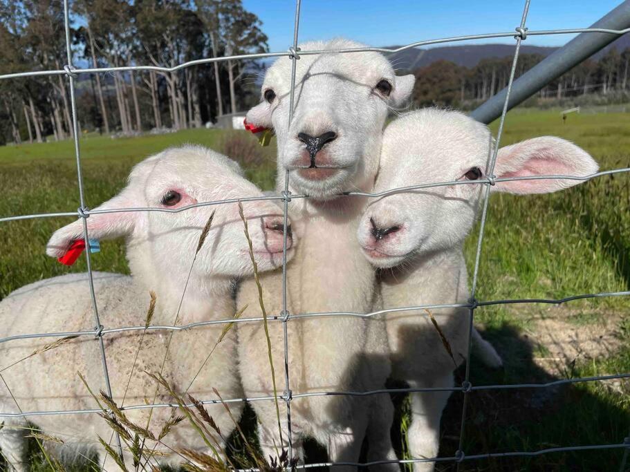 Collinsvale Amaroo With A View Set On A 50 Acre Hobby Farm 아파트 외부 사진
