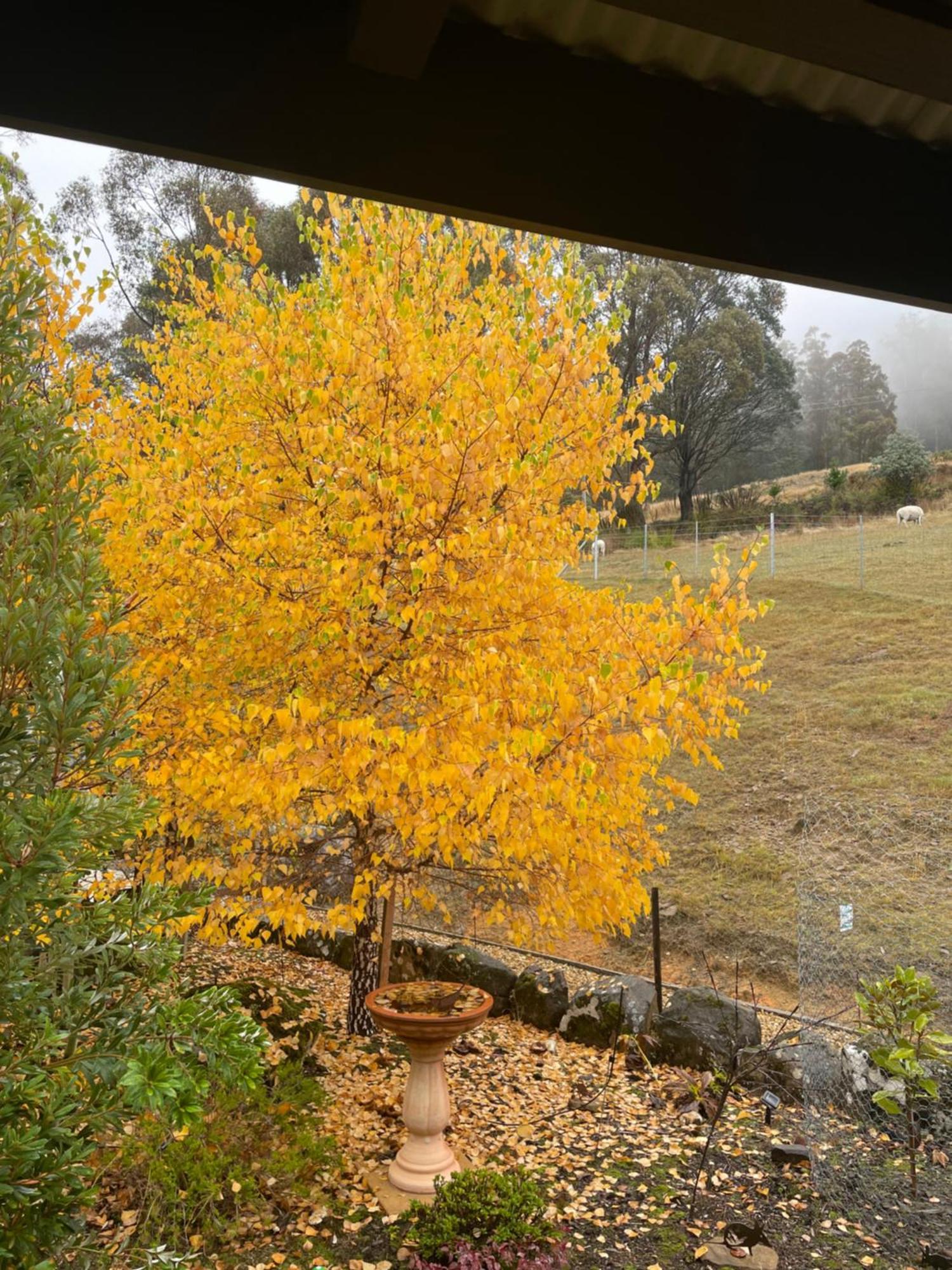 Collinsvale Amaroo With A View Set On A 50 Acre Hobby Farm 아파트 외부 사진