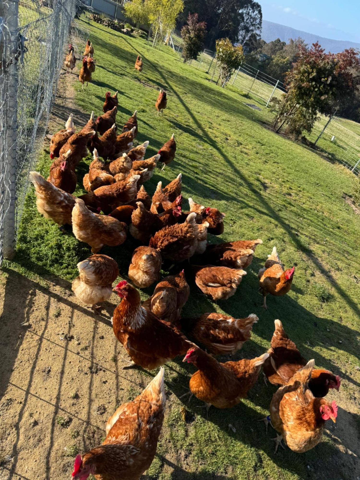 Collinsvale Amaroo With A View Set On A 50 Acre Hobby Farm 아파트 외부 사진